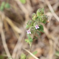 Lepidagathis fasciculata (Retz.) Nees